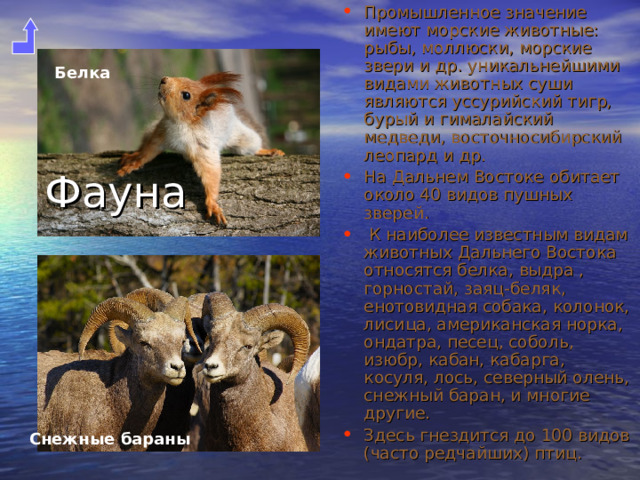 Промышленное значение имеют морские животные: рыбы, моллюски, морские звери и др. уникальнейшими видами животных суши являются уссурийский тигр, бурый и гималайский медведи, восточносибирский леопард и др. На Дальнем Востоке обитает около 40 видов пушных зверей.  К наиболее известным видам животных Дальнего Востока относятся белка, выдра , горностай, заяц-беляк, енотовидная собака, колонок, лисица, американская норка, ондатра, песец, соболь, изюбр, кабан, кабарга, косуля, лось, северный олень, снежный баран, и многие другие. Здесь гнездится до 100 видов (часто редчайших) птиц.  Белка  Фауна Снежные бараны  