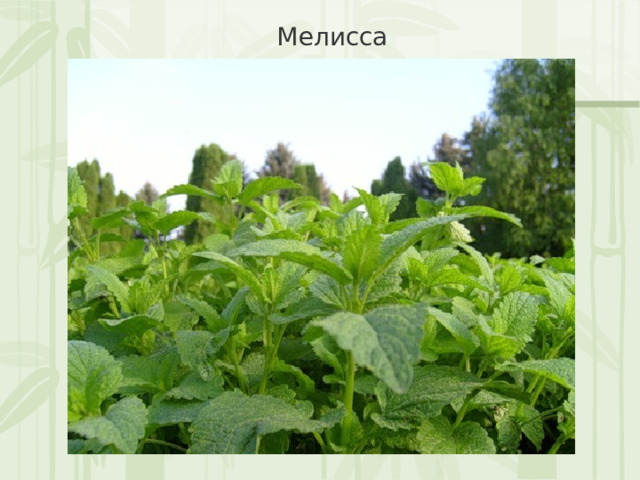 Мелисса 