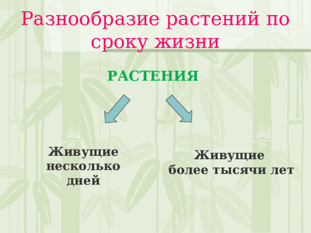 Разнообразие растений по сроку жизни РАСТЕНИЯ Живущие несколько дней Живущие более тысячи лет 