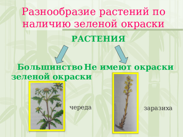 Разнообразие растений по наличию зеленой окраски  РАСТЕНИЯ   Большинство зеленой окраски Не имеют окраски заразиха череда 