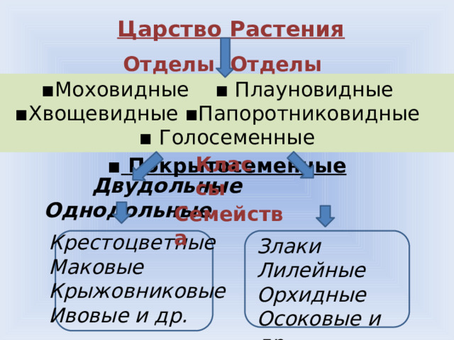 Царство Растения Отделы Отделы ▪ Моховидные ▪ Плауновидные ▪Хвощевидные ▪Папоротниковидные ▪ Голосеменные ▪  Покрытосеменные Классы   Двудольные Однодольные Семейства Крестоцветные Маковые Крыжовниковые Ивовые и др. Злаки Лилейные Орхидные Осоковые и др . 