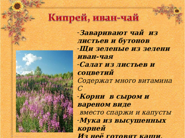 Заваривают чай из листьев и бутонов Щи зеленые из зелени иван-чая Салат из листьев и соцветий Содержат много витамина С Корни в сыром и вареном виде  вместо спаржи и капусты Мука из высушенных корней Из неё готовят каши, пекут хлеб, блины, лепешки. Заменитель кофе из поджаренных корней 