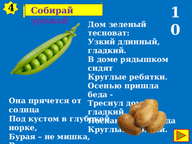 4 10 Собирай урожай Дом зеленый тесноват:  Узкий длинный, гладкий.  В доме рядышком сидят  Круглые ребятки.  Осенью пришла беда -  Треснул домик гладкий,  Поскакали кто куда  Круглые ребятки. Она прячется от солнца  Под кустом в глубокой норке,  Бурая – не мишка,  В норке - но не мышка. 