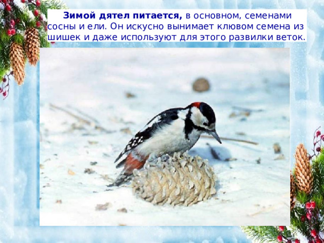  Зимой дятел питается,  в основном, семенами сосны и ели. Он искусно вынимает клювом семена из шишек и даже используют для этого развилки веток. 