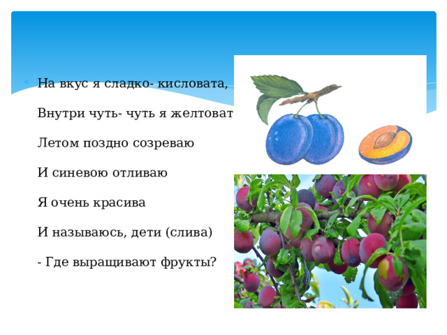 На вкус я сладко- кисловата,   Внутри чуть- чуть я желтовата.   Летом поздно созреваю   И синевою отливаю   Я очень красива   И называюсь, дети (слива)   - Где выращивают фрукты? 