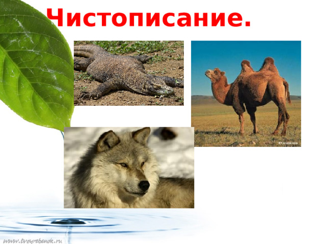 Чистописание. 