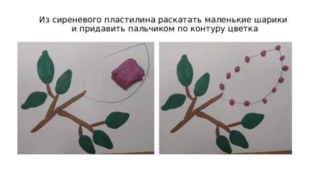 Из сиреневого пластилина раскатать маленькие шарики  и придавить пальчиком по контуру цветка 