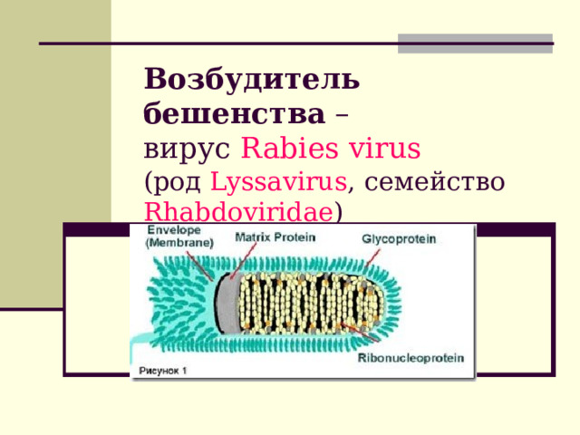 Возбудитель бешенства –  вирус Rabies virus  (род Lyssavirus , семейство Rhabdoviridae ) 