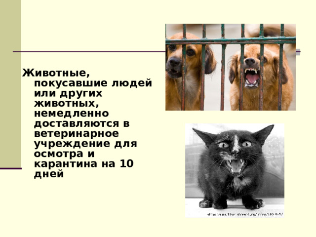  Животные, покусавшие людей или других животных, немедленно доставляются в ветеринарное учреждение для осмотра и карантина на 10 дней 