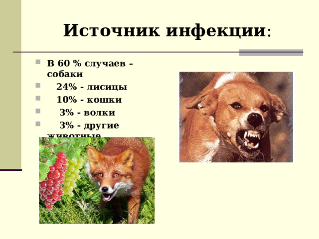 Источник инфекции : В 60 % случаев – собаки  24% - лисицы  10% - кошки  3% - волки  3% - другие животные  