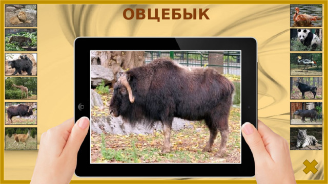 ОВЦЕБЫК 