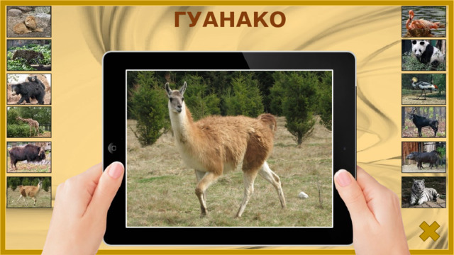 ГУАНАКО 