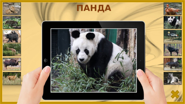 ПАНДА 
