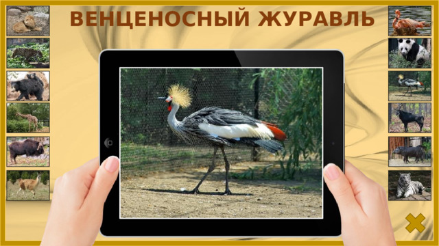 ВЕНЦЕНОСНЫЙ ЖУРАВЛЬ 