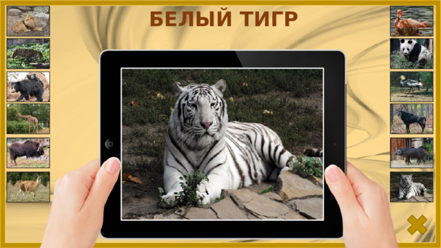 БЕЛЫЙ ТИГР 