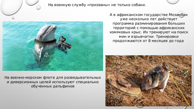 На военную службу «призваны» не только собаки. А в африканском государстве Мозамбик уже несколько лет действует программа разминирования больших территорий с помощью африканских хомяковых крыс. Их тренируют на поиск мин и взрывчатки. Тренировки продолжаются от 8 месяцев до года На военно-морском флоте для разведывательных и диверсионных целей используют специально обученных дельфинов 
