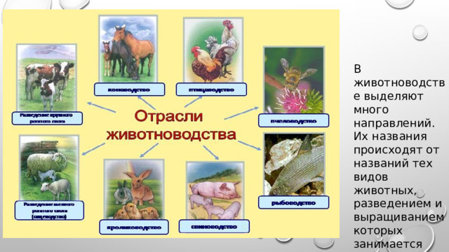 В животноводстве выделяют много направлений. Их названия происходят от названий тех видов животных, разведением и выращиванием которых занимается соответствующее направление 