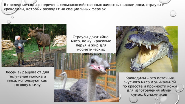 В последние годы в перечень сельскохозяйственных животных вошли лоси, страусы и крокодилы, которых разводят на специальных фермах Страусы дают яйца, мясо, кожу, красивые перья и жир для косметических препаратов Лосей выращивают для получения молока и мяса, используют как тягловую силу Крокодилы – это источник вкусного мяса и уникальной по красоте и прочности кожи для изготовления обуви, сумок, бумажников 