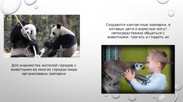 Создаются контактные зоопарки, в которых дети и взрослые могут непосредственно общаться с животными: трогать и гладить их Для знакомства жителей городов с животными во многих городах мира организованы зоопарки 