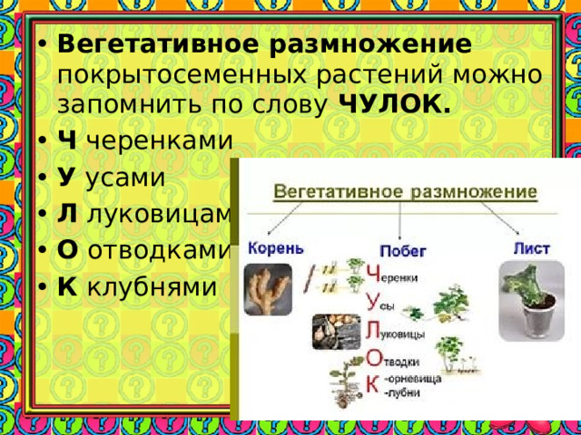 Вегетативное размножение покрытосеменных растений можно запомнить по слову ЧУЛОК. Ч черенками У усами Л луковицами О отводками К клубнями  
