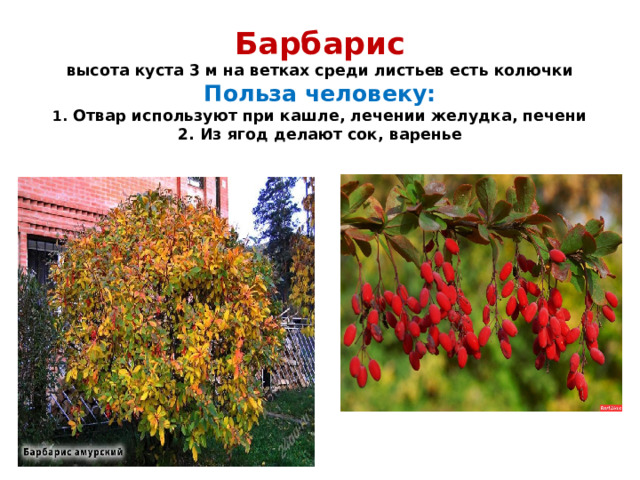 Барбарис  высота куста 3 м на ветках среди листьев есть колючки  Польза человеку:  1. Отвар используют при кашле, лечении желудка, печени  2. Из ягод делают сок, варенье   