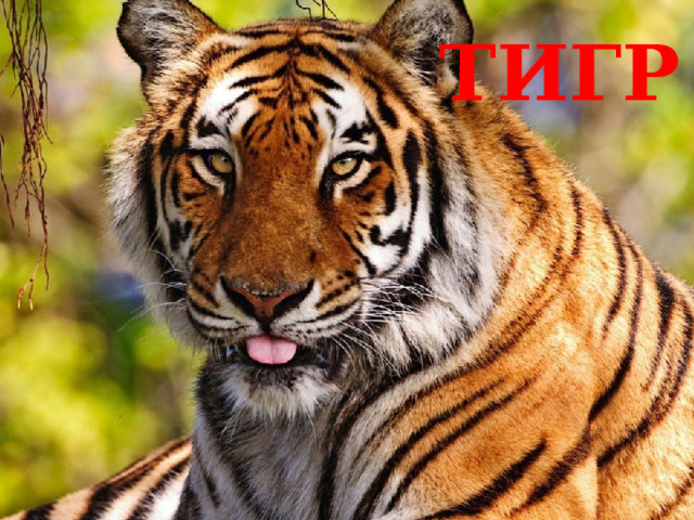 ТИГР 