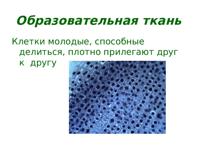 Образовательная ткань Клетки молодые, способные делиться, плотно прилегают друг к другу 