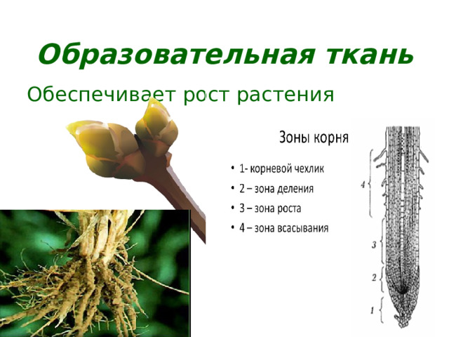 Образовательная ткань Обеспечивает рост растения 
