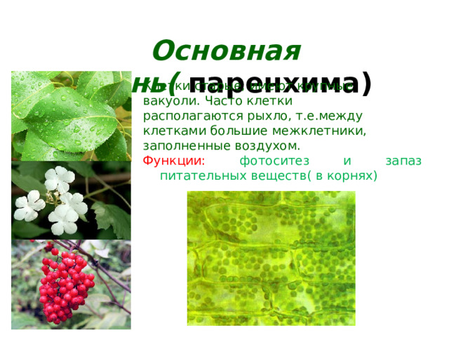 Основная ткань( паренхима) Клетки старые, имеют крупные вакуоли. Часто клетки располагаются рыхло, т.е.между клетками большие межклетники, заполненные воздухом. Функции: фотоситез и запаз питательных веществ( в корнях) 