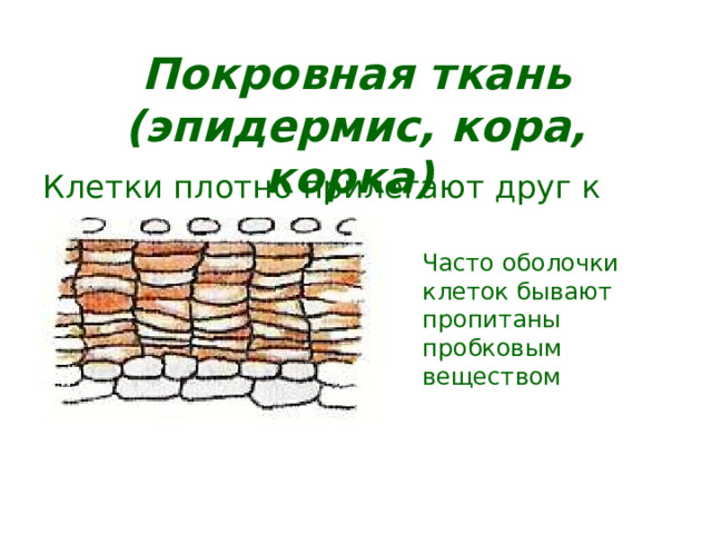 Покровная ткань (эпидермис, кора, корка)  Клетки плотно прилегают друг к другу. Часто оболочки клеток бывают пропитаны пробковым веществом  