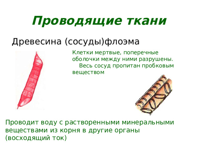 Проводящие ткани Древесина (сосуды)флоэма Клетки мертвые, поперечные оболочки между ними разрушены.  Весь сосуд пропитан пробковым веществом Проводит воду с растворенными минеральными веществами из корня в другие органы (восходящий ток) 