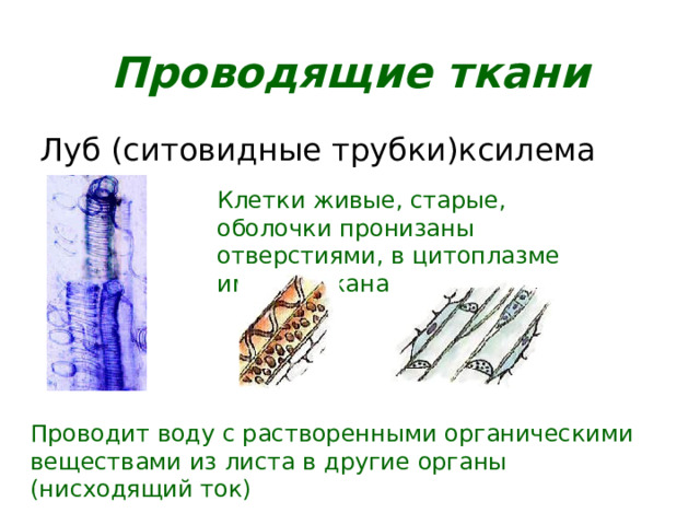 Проводящие ткани Луб (ситовидные трубки)ксилема Клетки живые, старые, оболочки пронизаны отверстиями, в цитоплазме имеются каналы  Проводит воду с растворенными органическими веществами из листа в другие органы (нисходящий ток) 