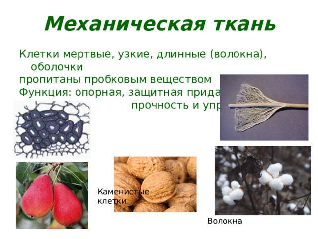 Механическая ткань Клетки мертвые, узкие, длинные (волокна), оболочки пропитаны пробковым веществом Функция: опорная, защитная придает  прочность и упругость. Каменистые клетки Волокна 