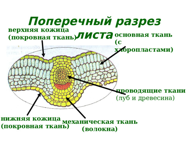 Поперечный разрез листа верхняя кожица (покровная ткань) основная ткань (с хлоропластами) проводящие ткани (луб и древесина) нижняя кожица (покровная ткань) механическая ткань (волокна) 