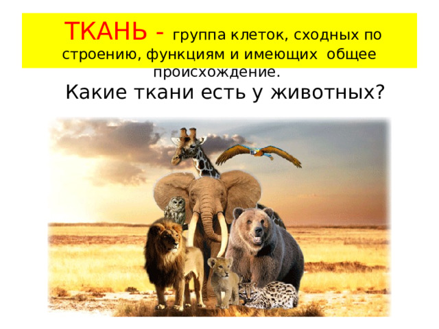  ТКАНЬ - группа клеток, сходных по строению, функциям и имеющих общее происхождение. Какие ткани есть у животных? 