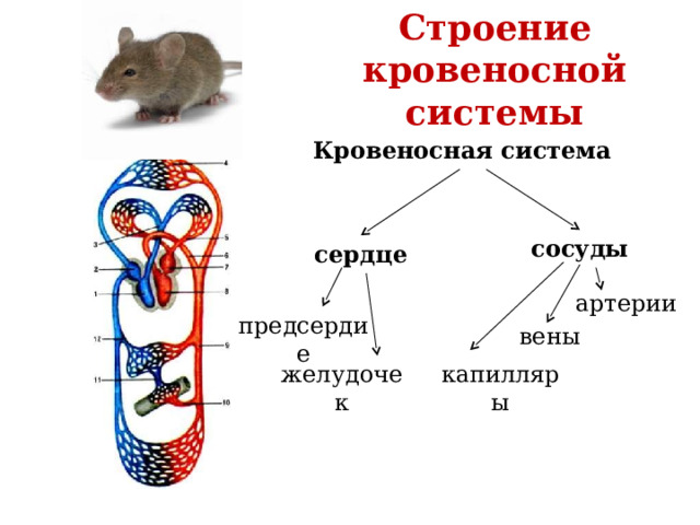 Строение кровеносной системы Кровеносная система сосуды сердце артерии предсердие вены капилляры желудочек 