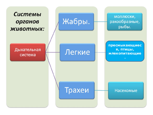 пресмыкающиеся, птицы, млекопитающие.  