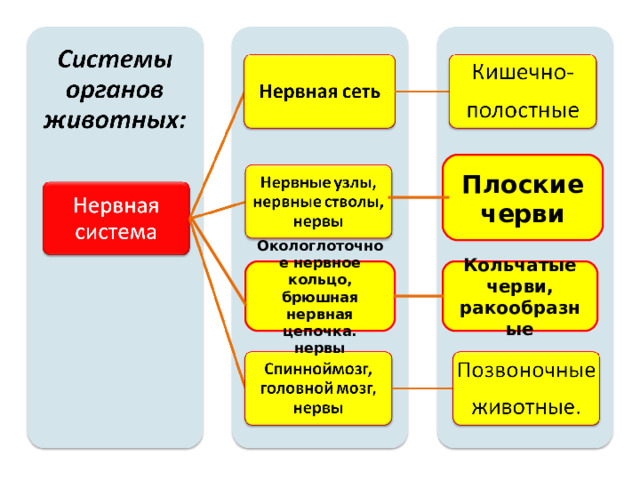 Плоские черви Окологлоточное нервное кольцо, брюшная нервная цепочка. нервы Кольчатые черви, ракообразные  