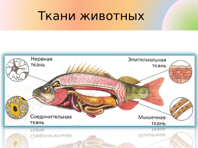  Ткани животных 