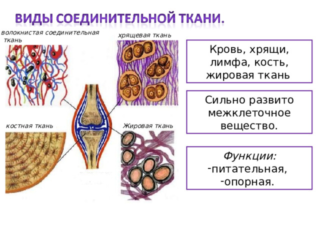 волокнистая соединительная  ткань хрящевая ткань Кровь, хрящи, лимфа, кость, жировая ткань . Сильно развито межклеточное вещество. костная ткань Жировая ткань Функции: питательная, опорная. 