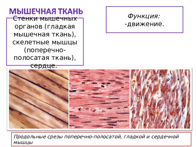 Функция: -движение. Стенки мышечных органов (гладкая мышечная ткань), скелетные мышцы (поперечно-полосатая ткань), сердце. Продольные срезы поперечно-полосатой, гладкой и сердечной мышцы 