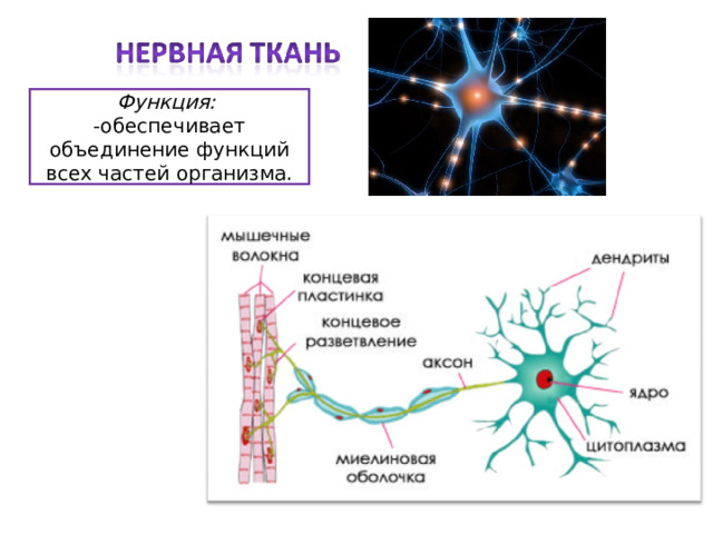 Функция: -обеспечивает объединение функций всех частей организма. 
