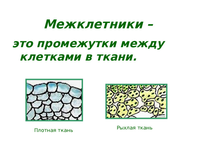 Межклетники –  это промежутки между клетками в ткани.  Рыхлая ткань Плотная ткань 