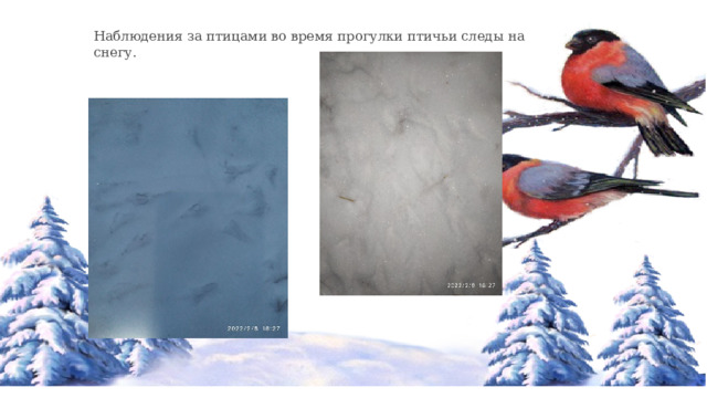 Наблюдения за птицами во время прогулки птичьи следы на снегу. 