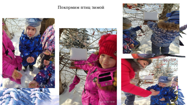 Покормим птиц зимой 