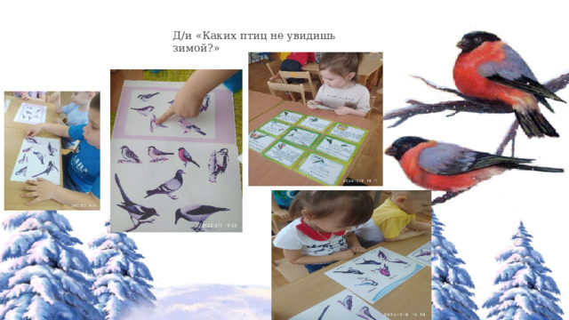 Д/и «Каких птиц не увидишь зимой?» 