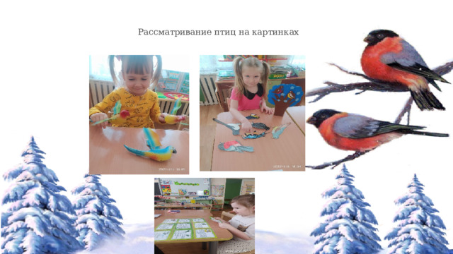 Рассматривание птиц на картинках 
