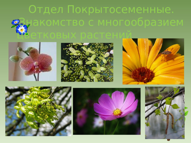 Отдел Покрытосеменные. Знакомство с многообразием цветковых растений 