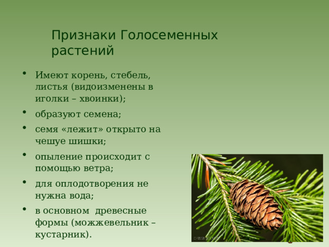 Признаки Голосеменных растений Имеют корень, стебель, листья (видоизменены в иголки – хвоинки); образуют семена; семя «лежит» открыто на чешуе шишки; опыление происходит с помощью ветра; для оплодотворения не нужна вода; в основном древесные формы (можжевельник – кустарник). 