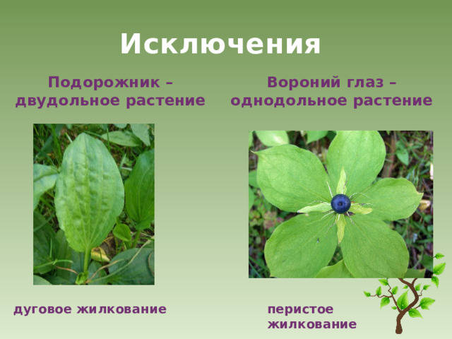 Исключения Вороний глаз – однодольное растение Подорожник – двудольное растение дуговое жилкование перистое жилкование 